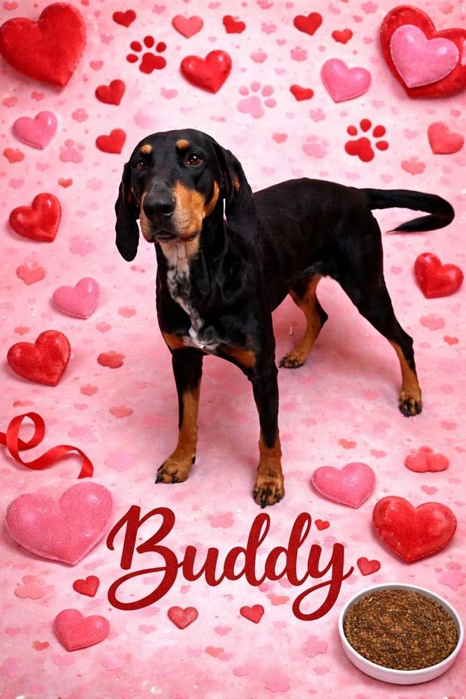 Enlarge Buddy, a Adoptable mixed breed in Statesville, NC image 4/4