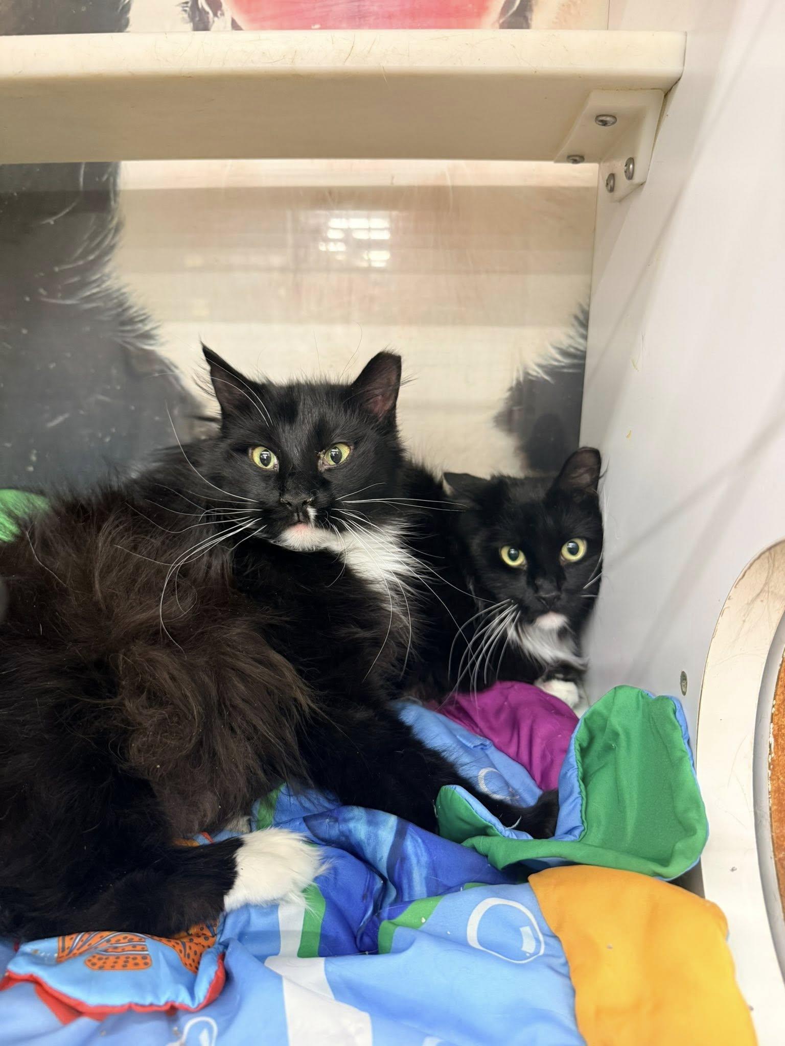 Woodrow, an adopted Domestic Long Hair in Cleveland, OH image 1/3