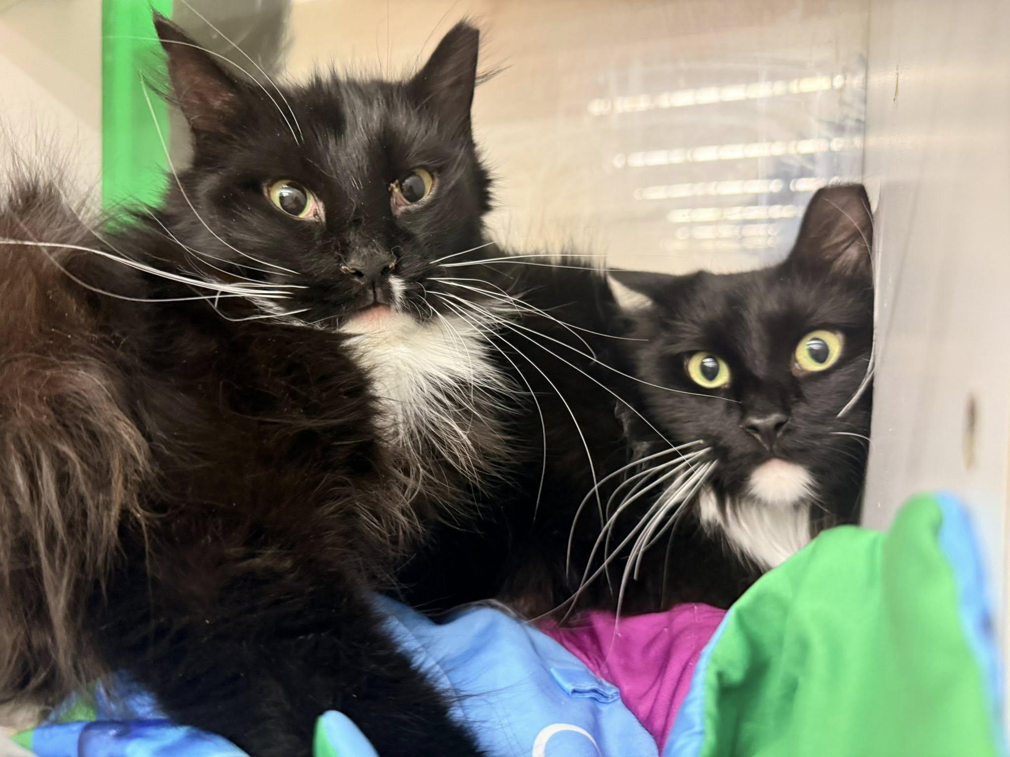 Woodrow, an adopted Domestic Long Hair in Cleveland, OH image 3/3