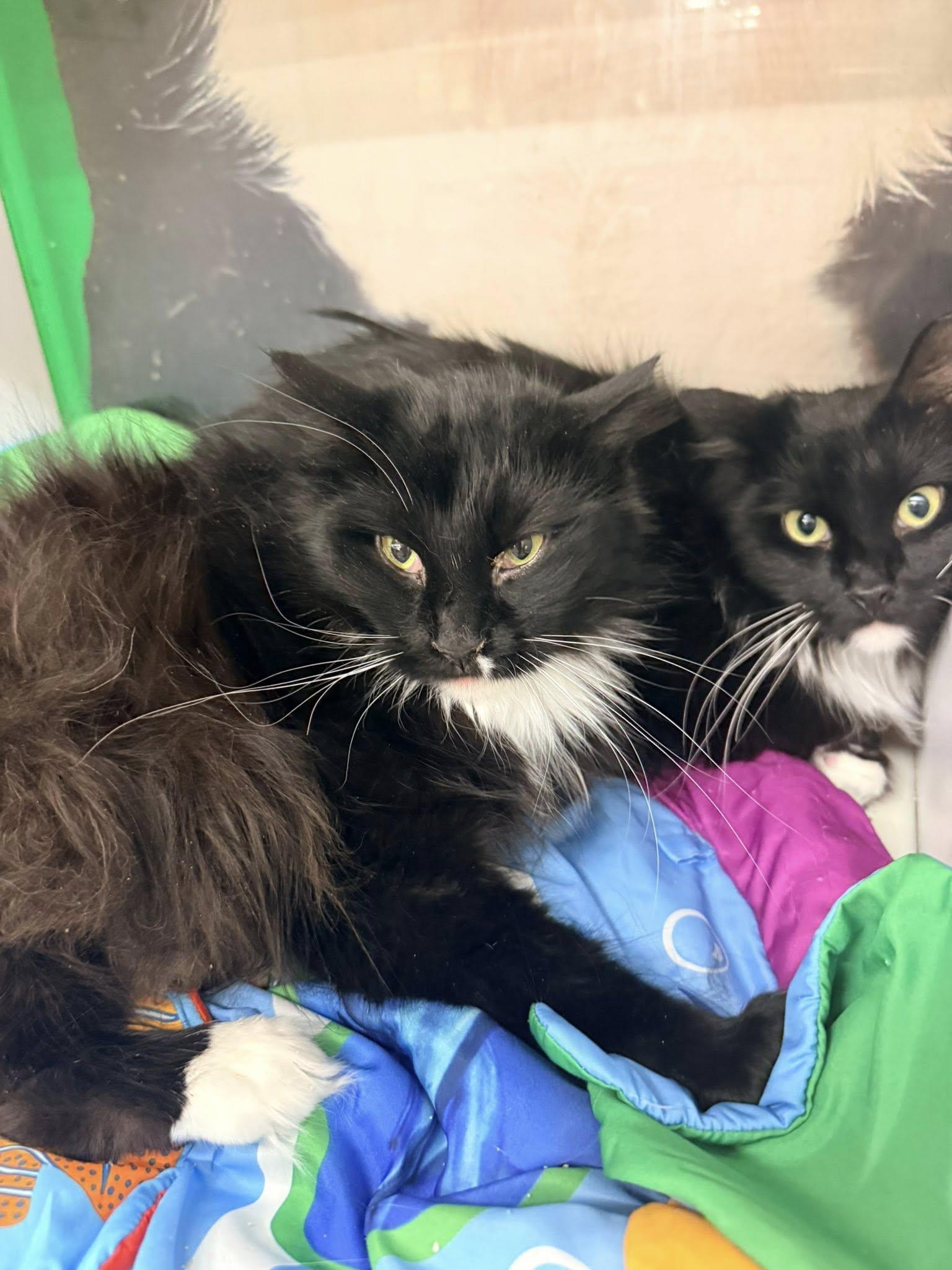 Woodrow, an adopted Domestic Long Hair in Cleveland, OH image 2/3