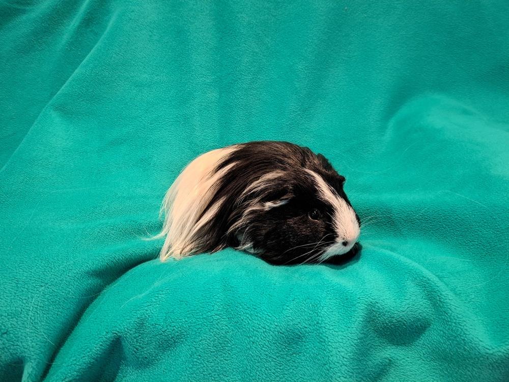 Jacob and Renesmee, Adoptable, Young Male Guinea Pig & Guinea Pig.