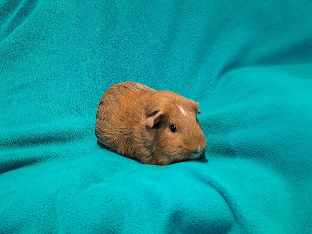 Jacob and Renesmee, a Adoptable mixed breed in South Bend, IN image 2/5