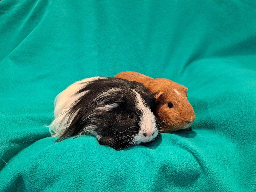 Jacob and Renesmee, a Adoptable mixed breed in South Bend, IN image 3/5