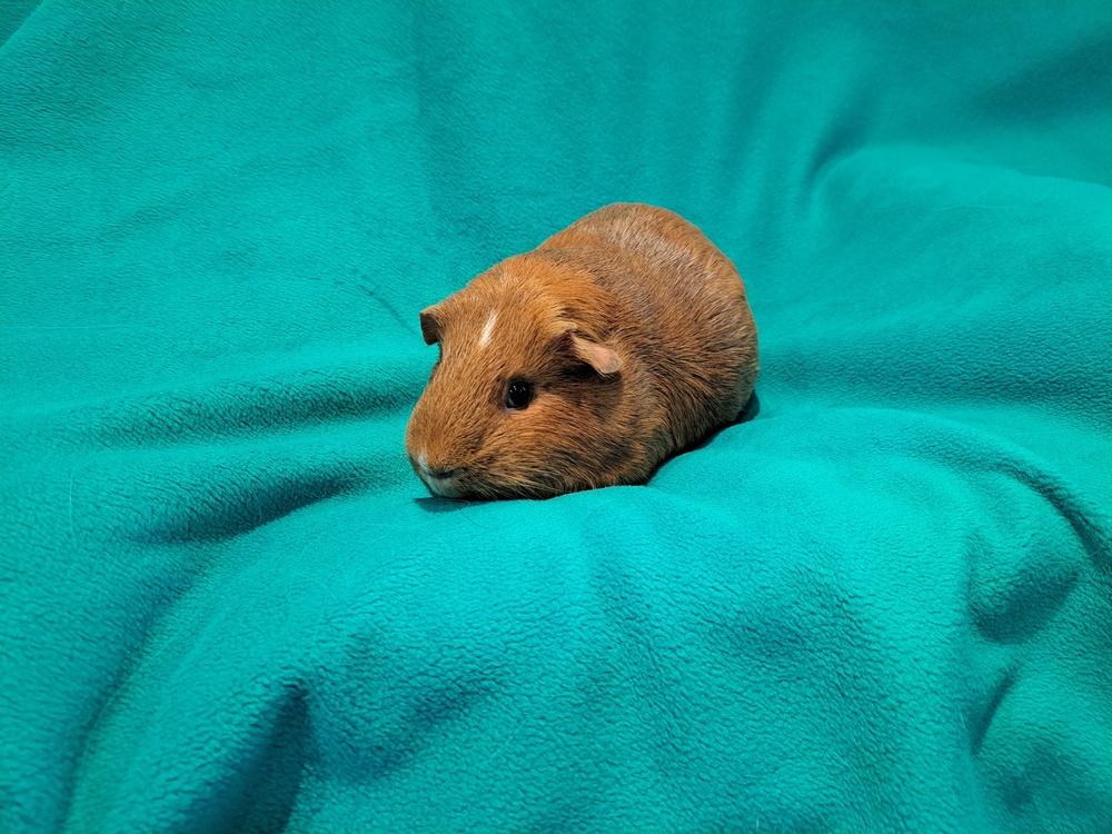 Jacob and Renesmee, a Adoptable mixed breed in South Bend, IN image 4/5