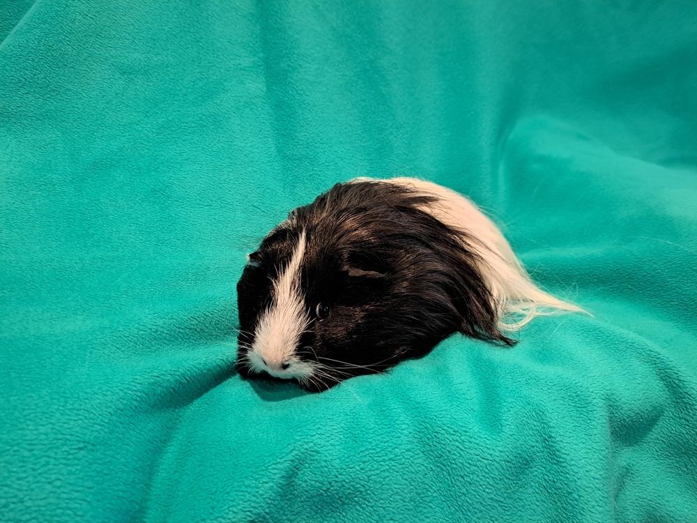 Jacob and Renesmee, a Adoptable mixed breed in South Bend, IN image 5/5