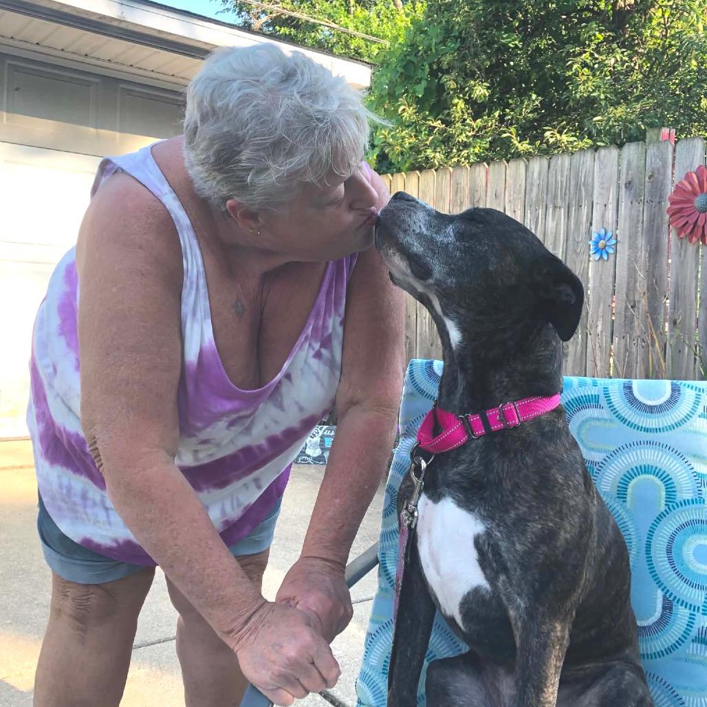 Daisy, Adoptable, Adult Female American Staffordshire Terrier.