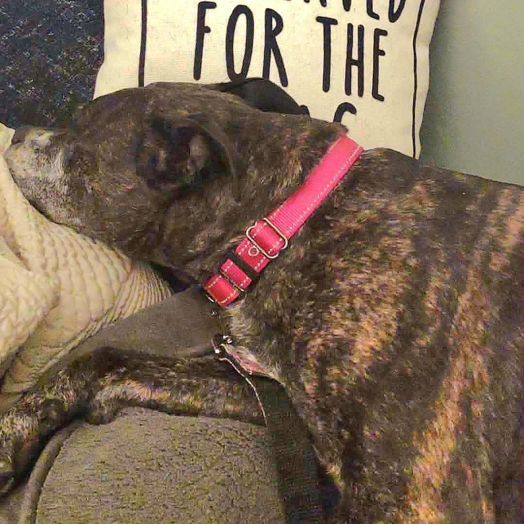Daisy, a Adoptable American Staffordshire Terrier in Northville, MI image 2/4