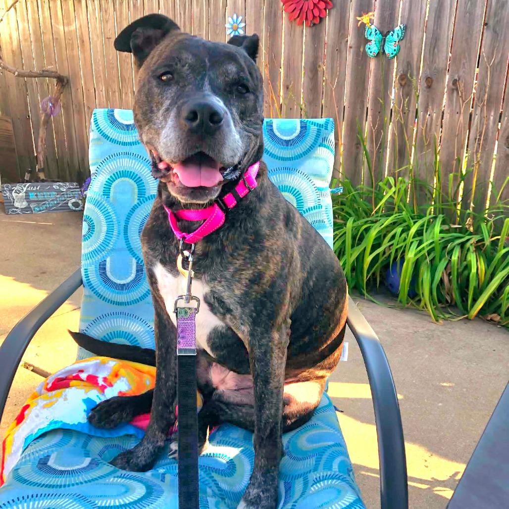 Daisy, a Adoptable American Staffordshire Terrier in Northville, MI image 3/4