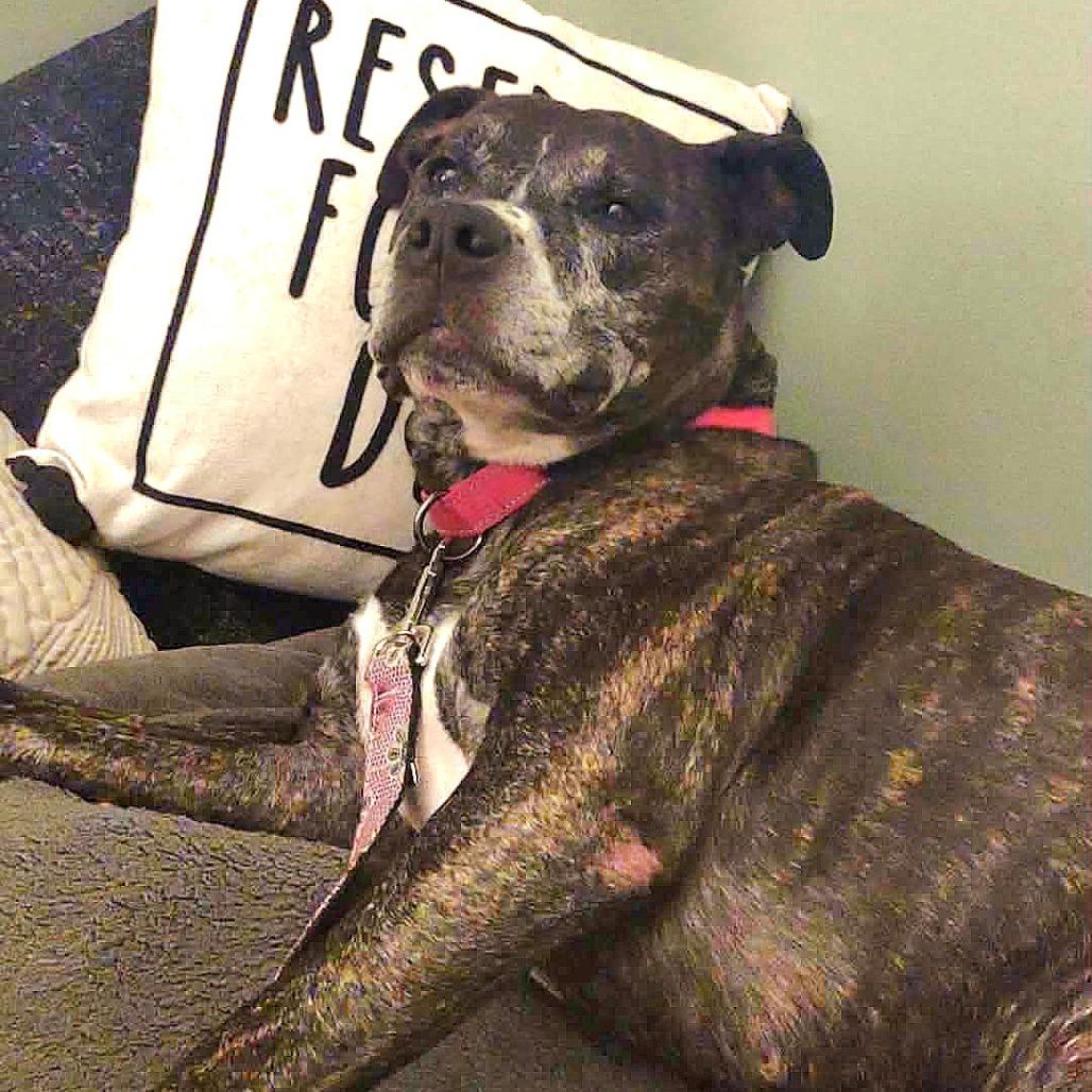 Daisy, a Adoptable American Staffordshire Terrier in Northville, MI image 4/4