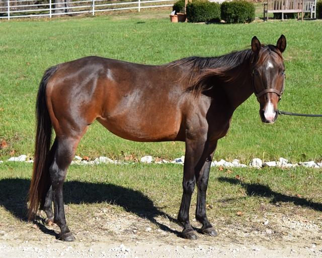 OPHELIA, Adoptable, Adult Female Quarterhorse.