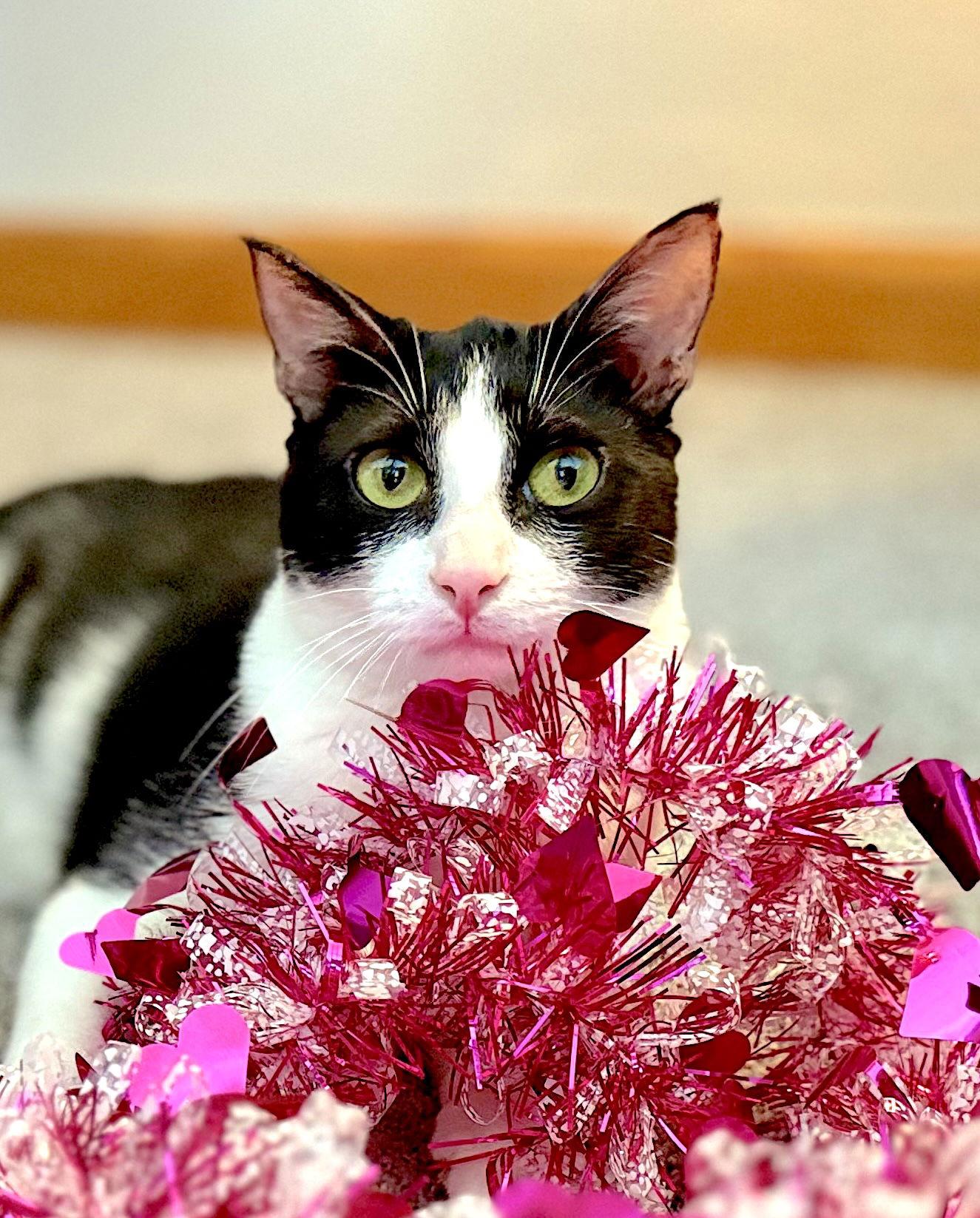 Enlarge LUKE - Bonded with PomPom, a Adoptable Domestic Short Hair in Fremont, CA image 2/3