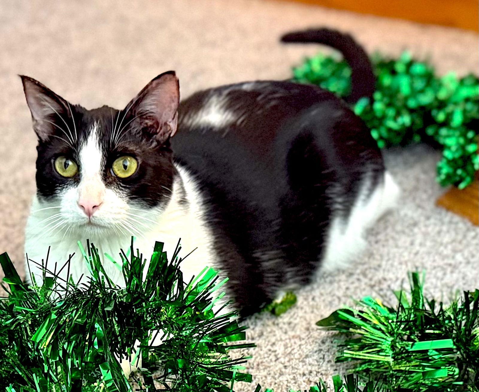 Enlarge LUKE - Bonded with PomPom, a Adoptable Domestic Short Hair in Fremont, CA image 3/3