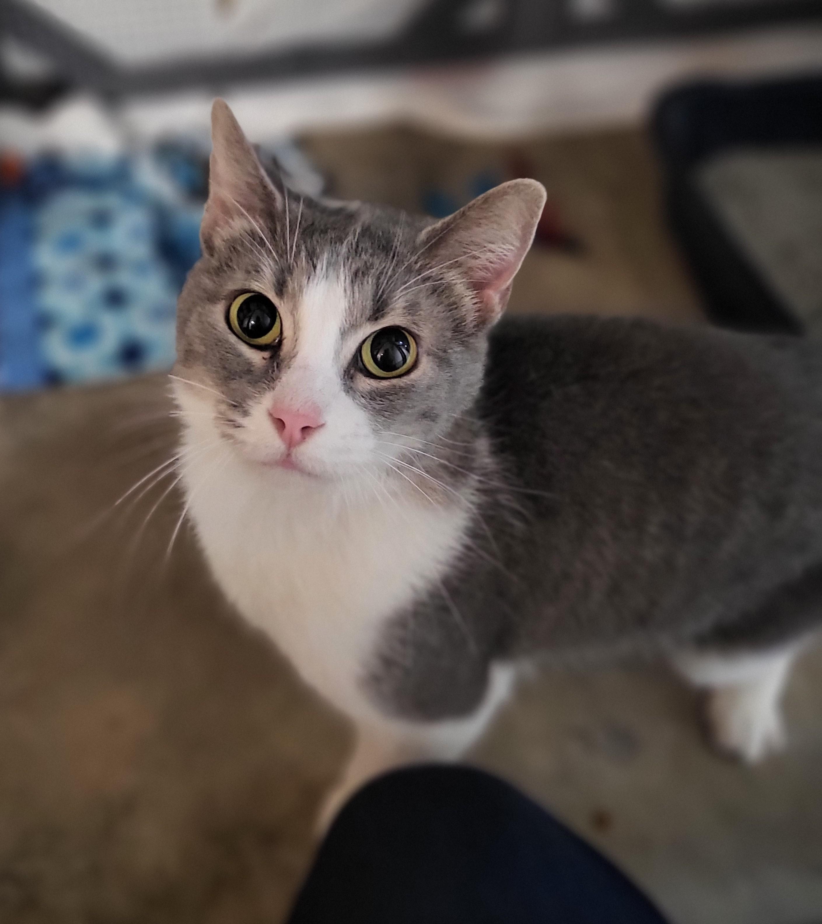 Angel, Adult Female unknown