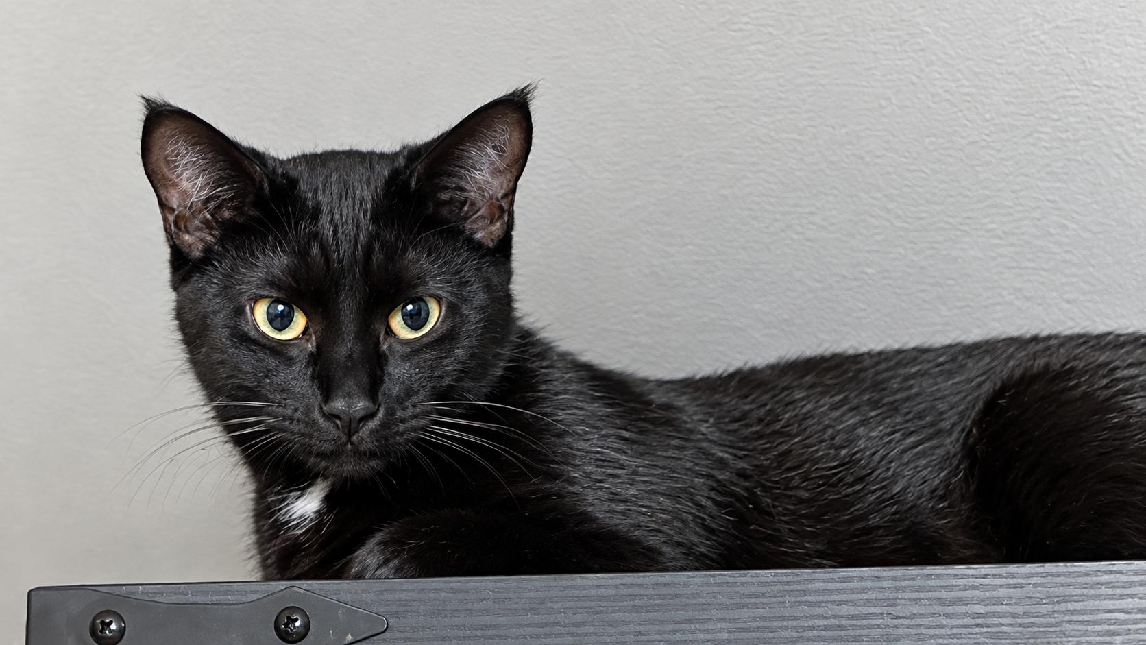 Enlarge Vizzini, a Adoptable Domestic Short Hair in Andover, CT image 4/6