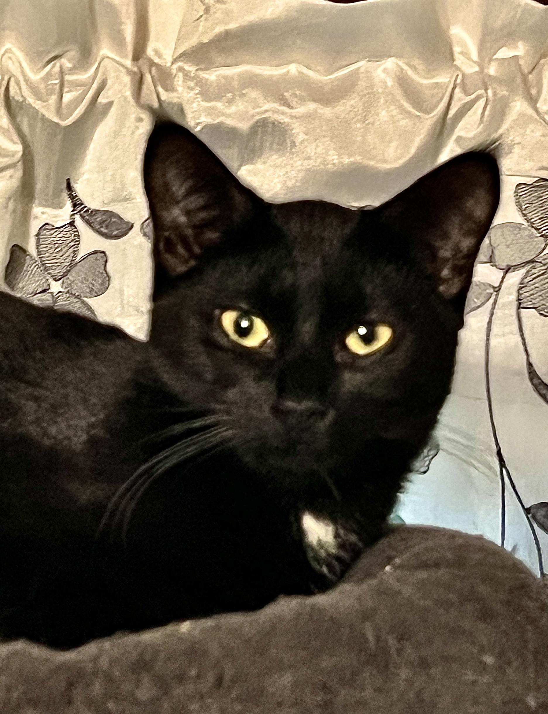 Vizzini, Adoptable, Young Female Domestic Short Hair.