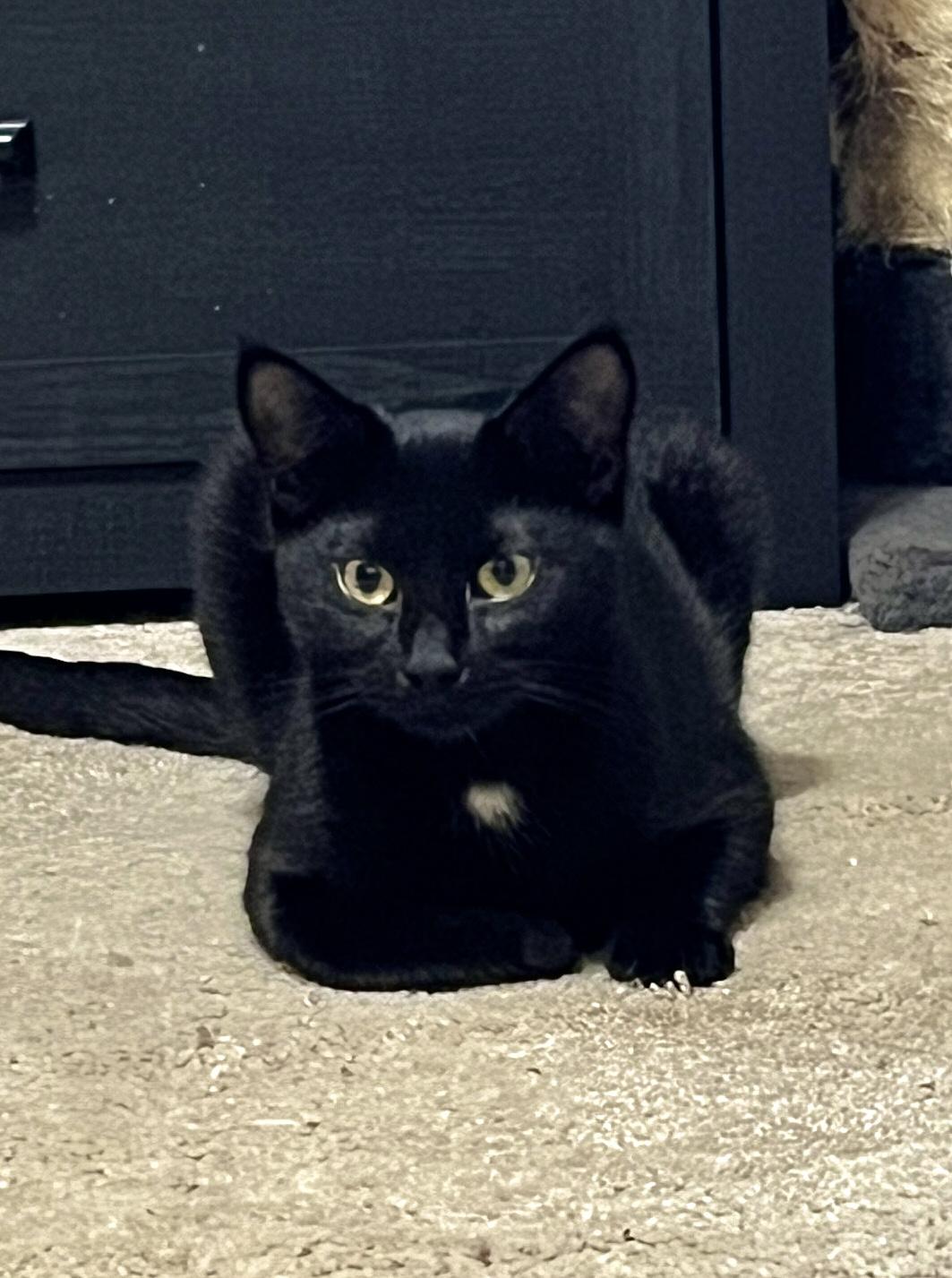 Enlarge Vizzini, a Adoptable Domestic Short Hair in Andover, CT image 5/6