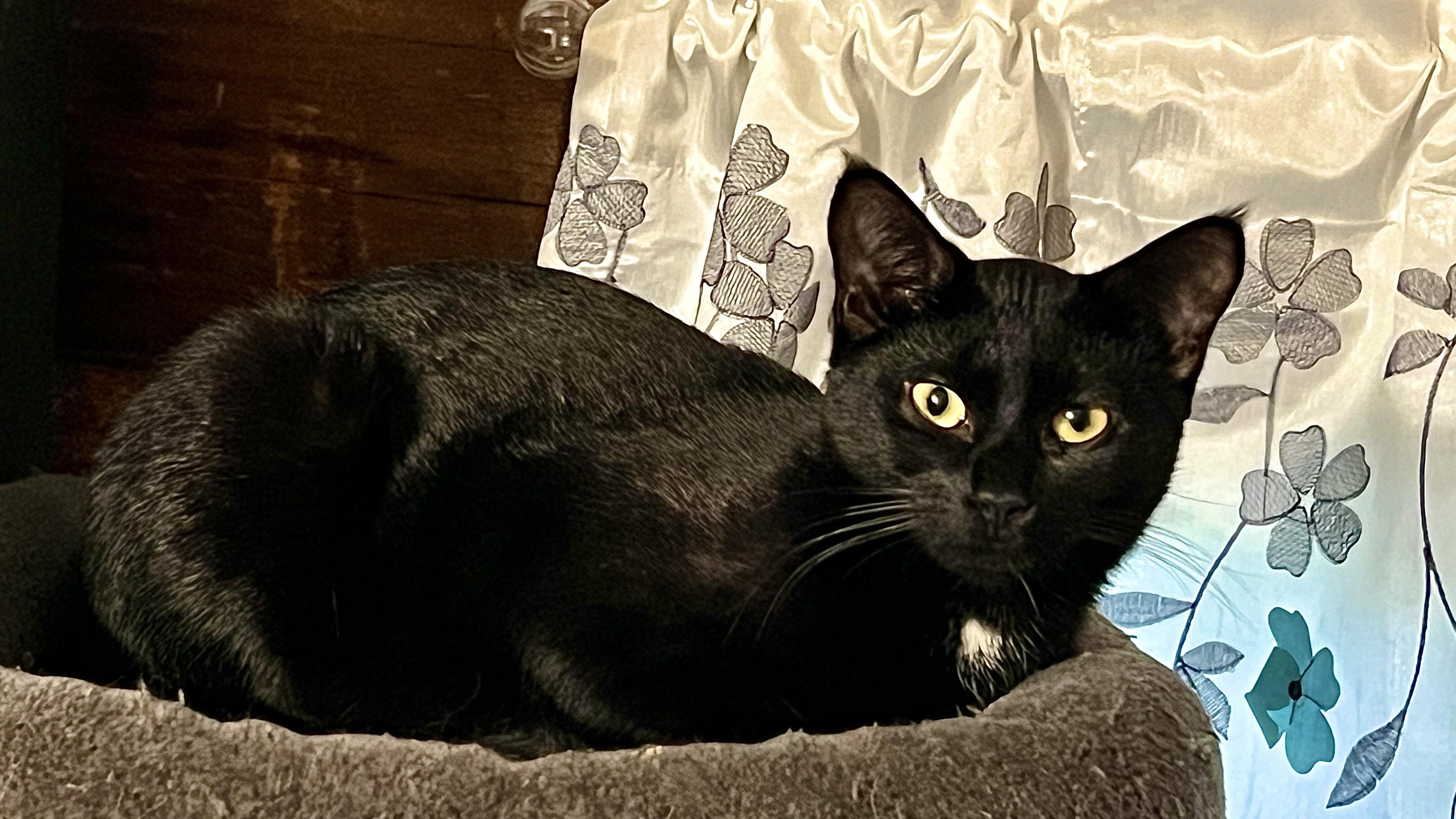 Enlarge Vizzini, a Adoptable Domestic Short Hair in Andover, CT image 2/6