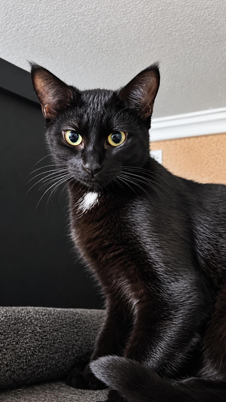 Enlarge Vizzini, a Adoptable Domestic Short Hair in Andover, CT image 3/6