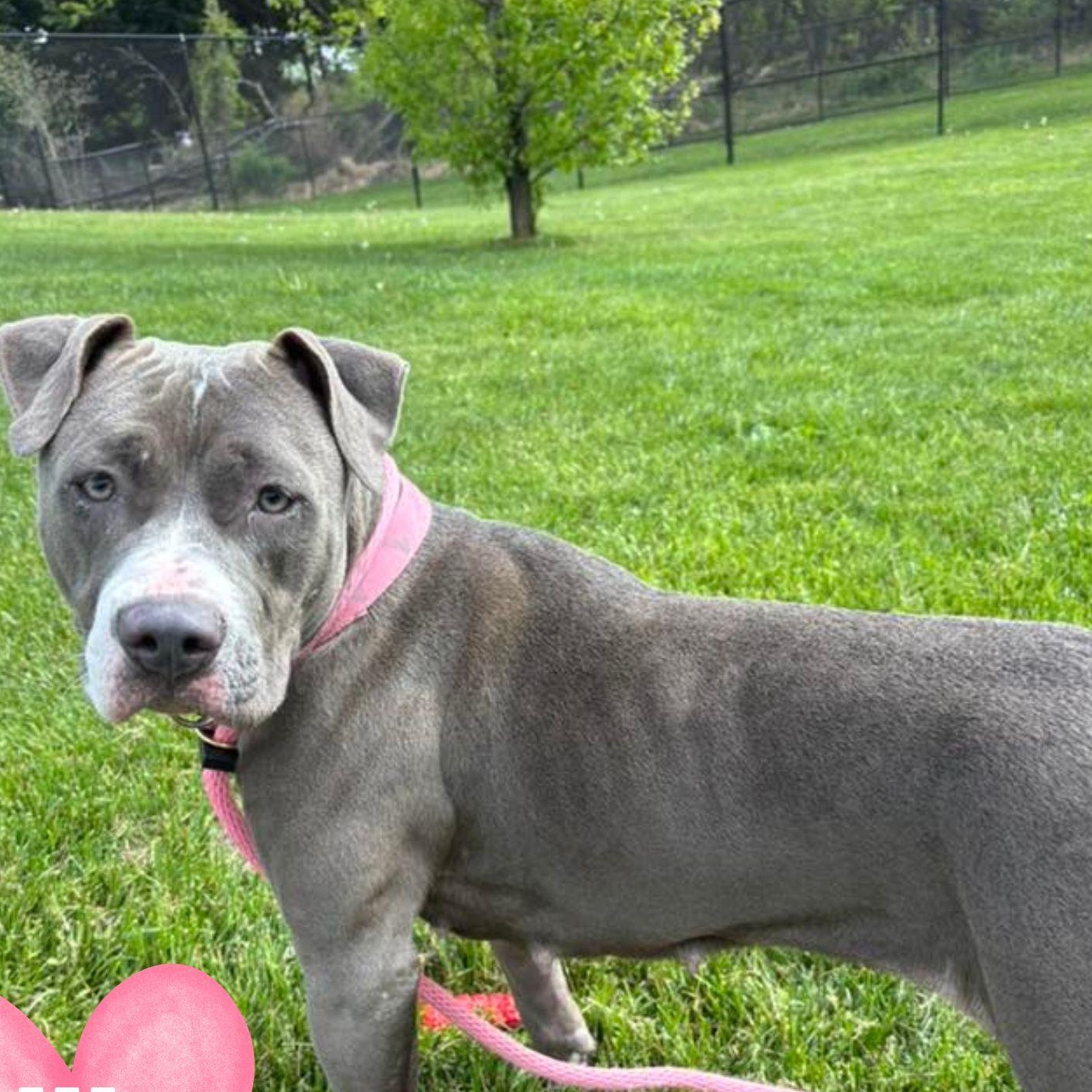 Enlarge Ariana, a ADOPTABLE Pit Bull Terrier in Baldwin, MD image 1/1