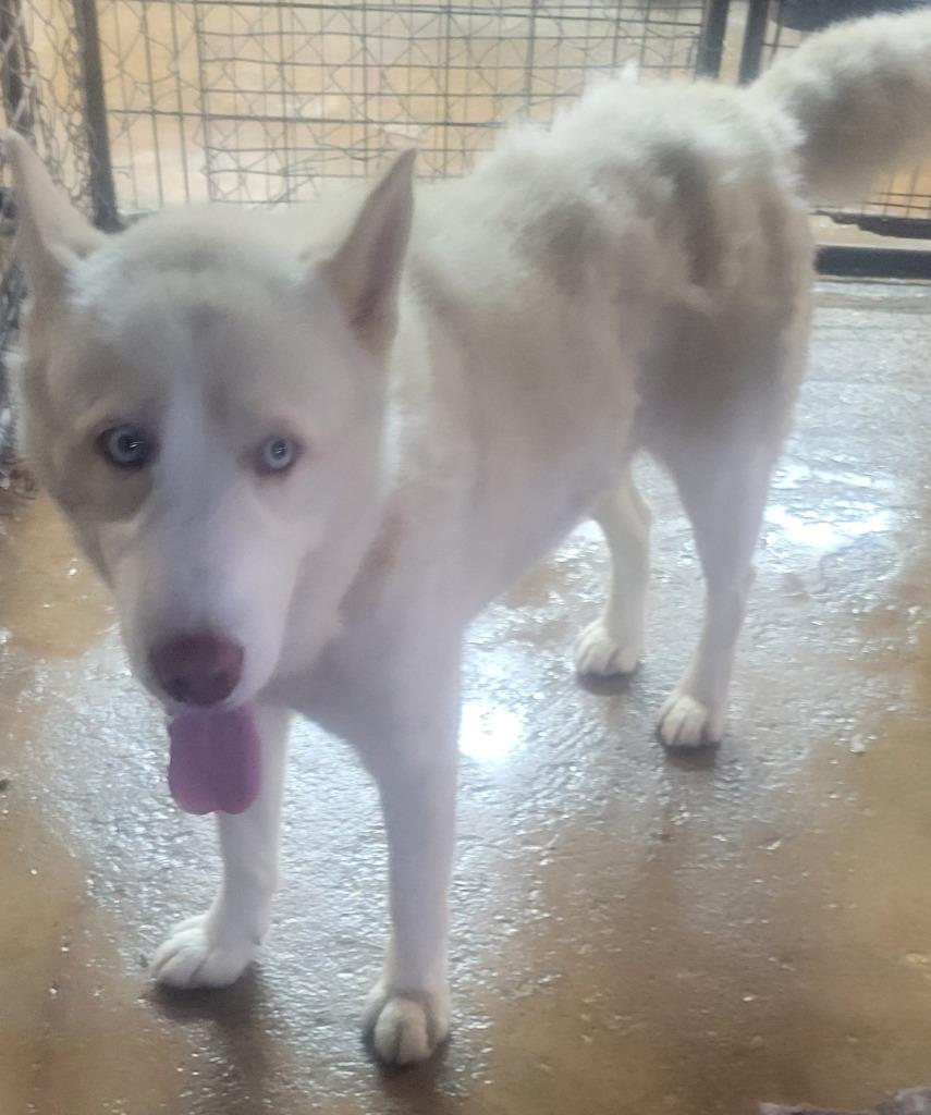 Winter, Adoptable, Adult Male Husky.