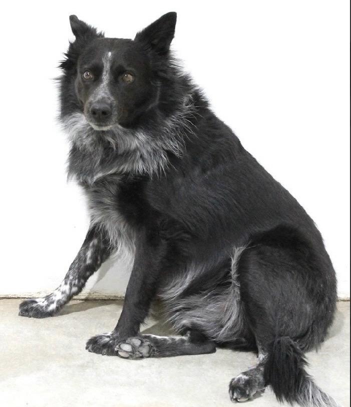 Andy, Adoptable, Adult Male Australian Shepherd & Border Collie.