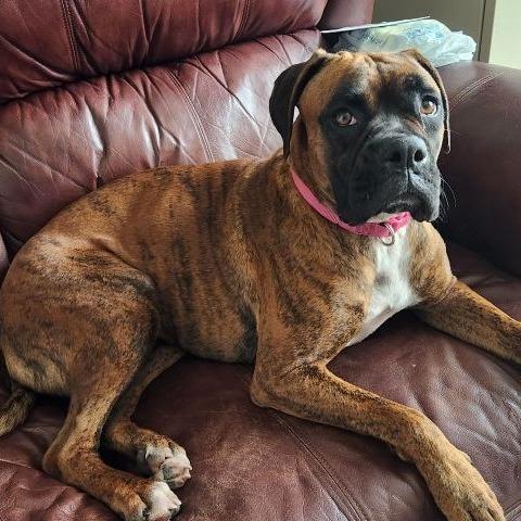 Enlarge Tigress, an adopted Boxer in Tallahassee, FL image 3/6