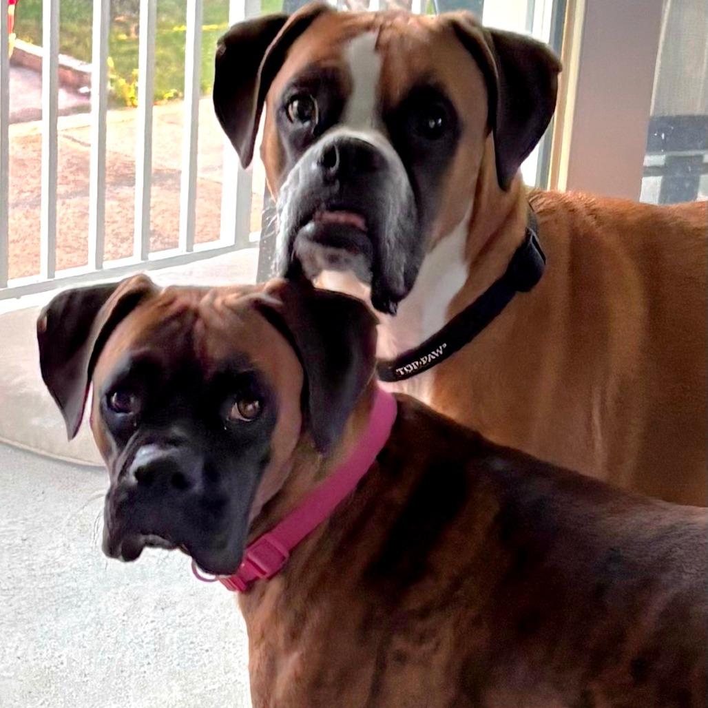 Enlarge Tigress, an adopted Boxer in Tallahassee, FL image 4/6