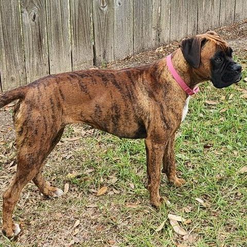 Tigress, adopted, Young Female Boxer.