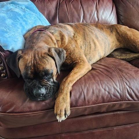 Enlarge Tigress, an adopted Boxer in Tallahassee, FL image 2/6