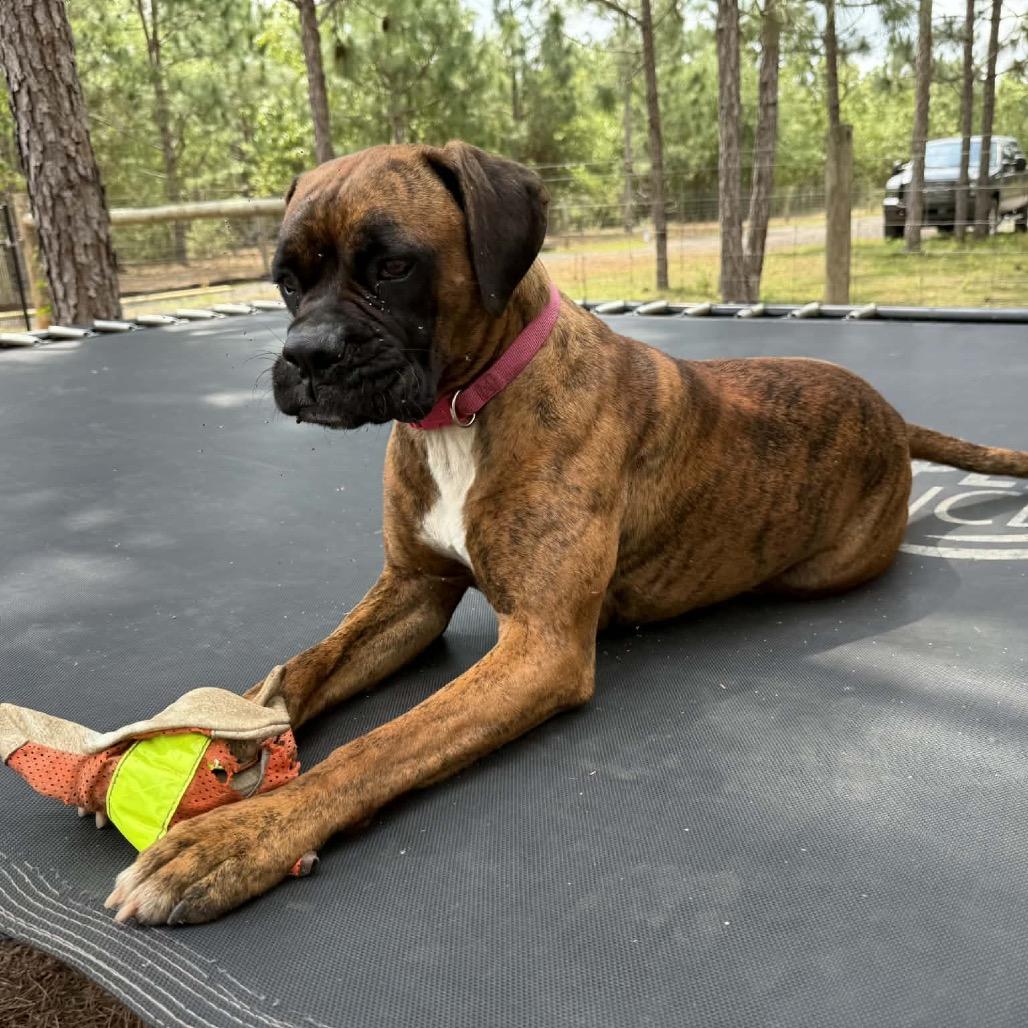 Enlarge Tigress, an adopted Boxer in Tallahassee, FL image 5/6