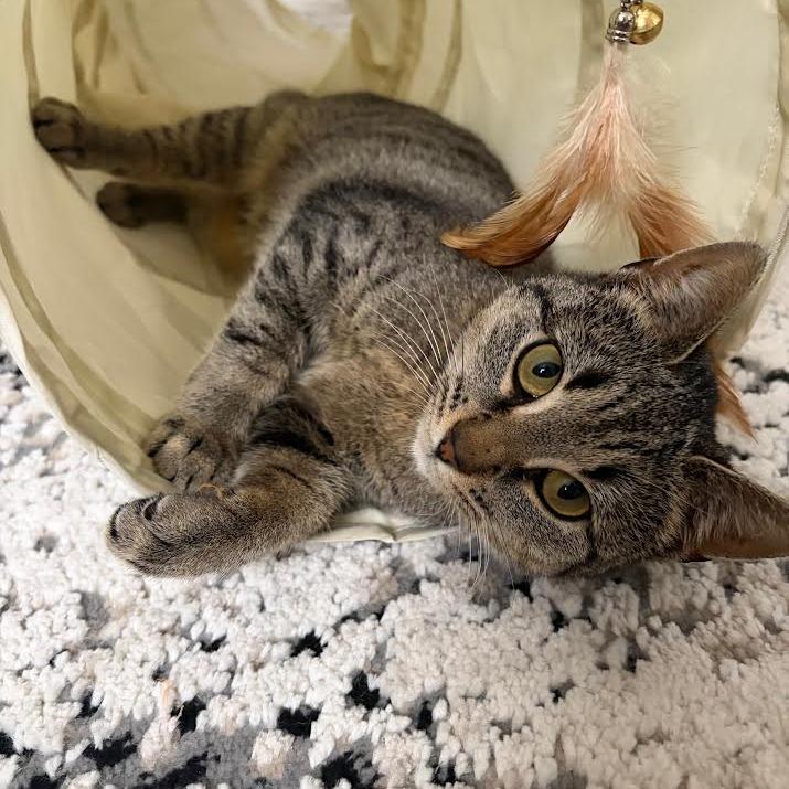 Enlarge Keena, a Adoptable Domestic Short Hair in Auburn, AL image 1/6