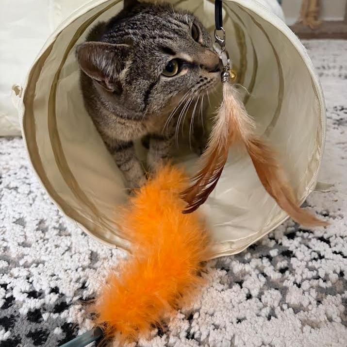 Enlarge Keena, a Adoptable Domestic Short Hair in Auburn, AL image 2/6