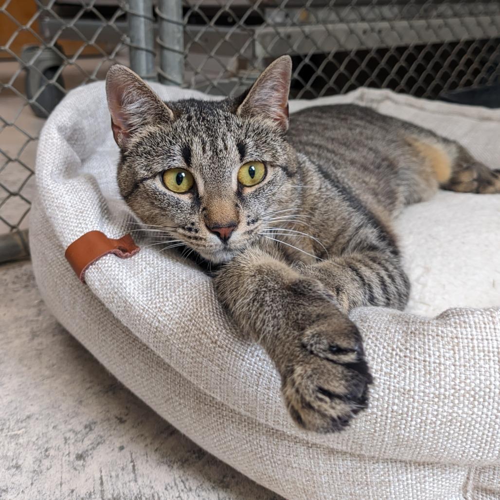Enlarge Keena, a Adoptable Domestic Short Hair in Auburn, AL image 3/6