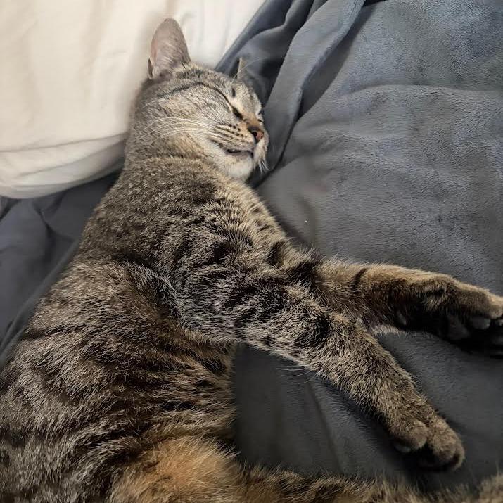 Enlarge Keena, a Adoptable Domestic Short Hair in Auburn, AL image 4/6