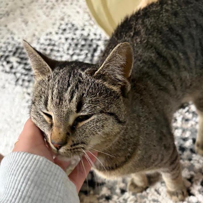 Enlarge Keena, a Adoptable Domestic Short Hair in Auburn, AL image 5/6
