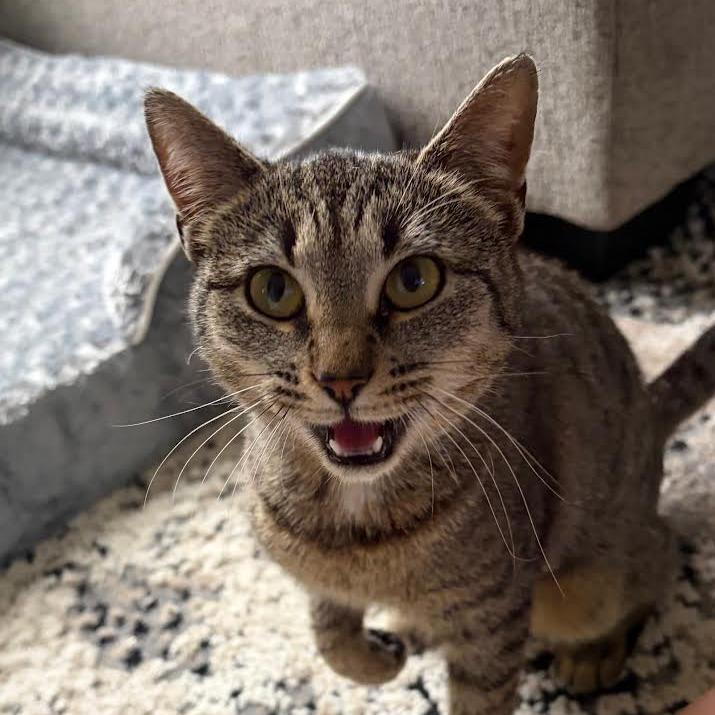 Enlarge Keena, a Adoptable Domestic Short Hair in Auburn, AL image 6/6