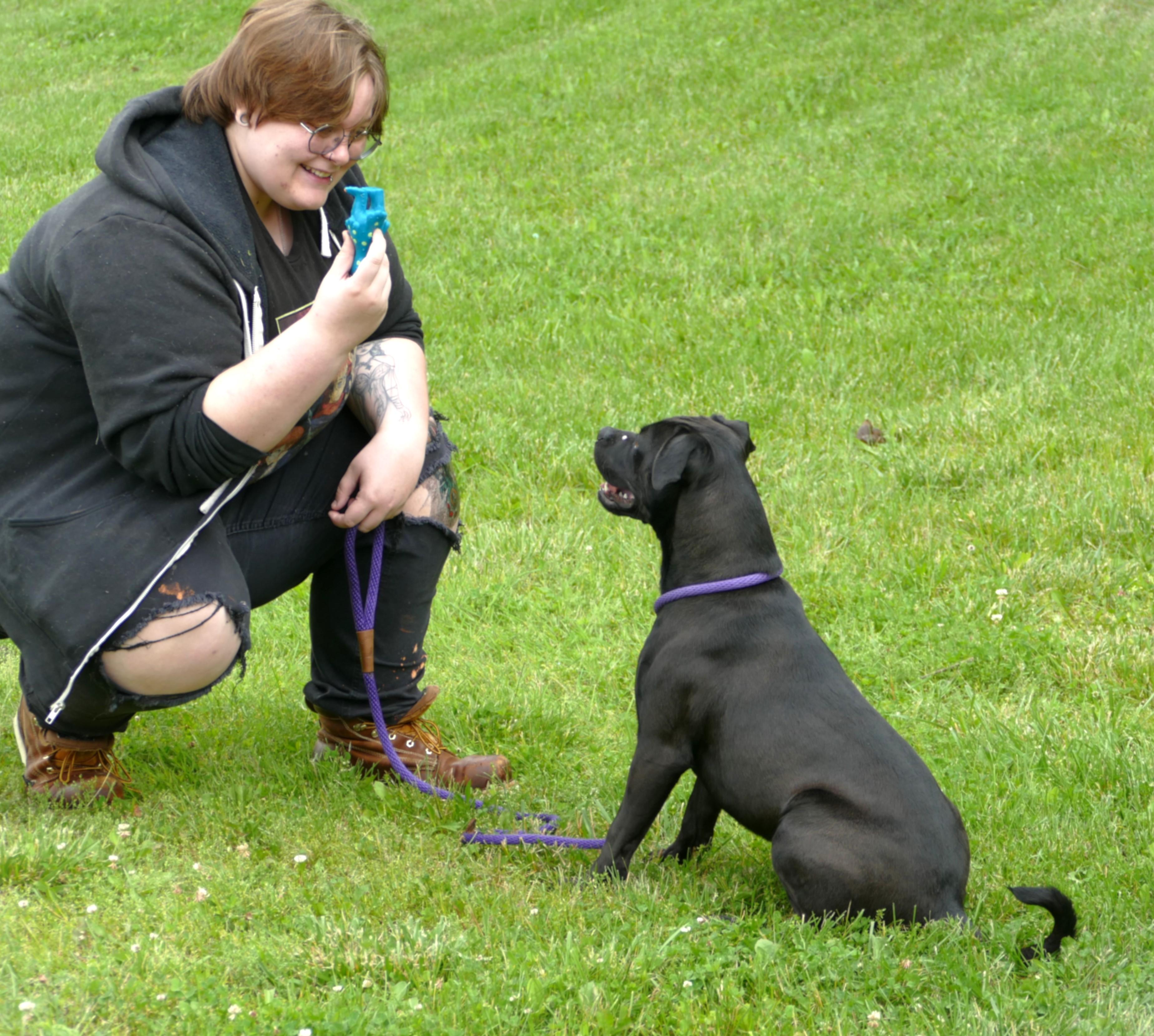 THOR, a Adoptable mixed breed in Beechbottom, WV image 2/4
