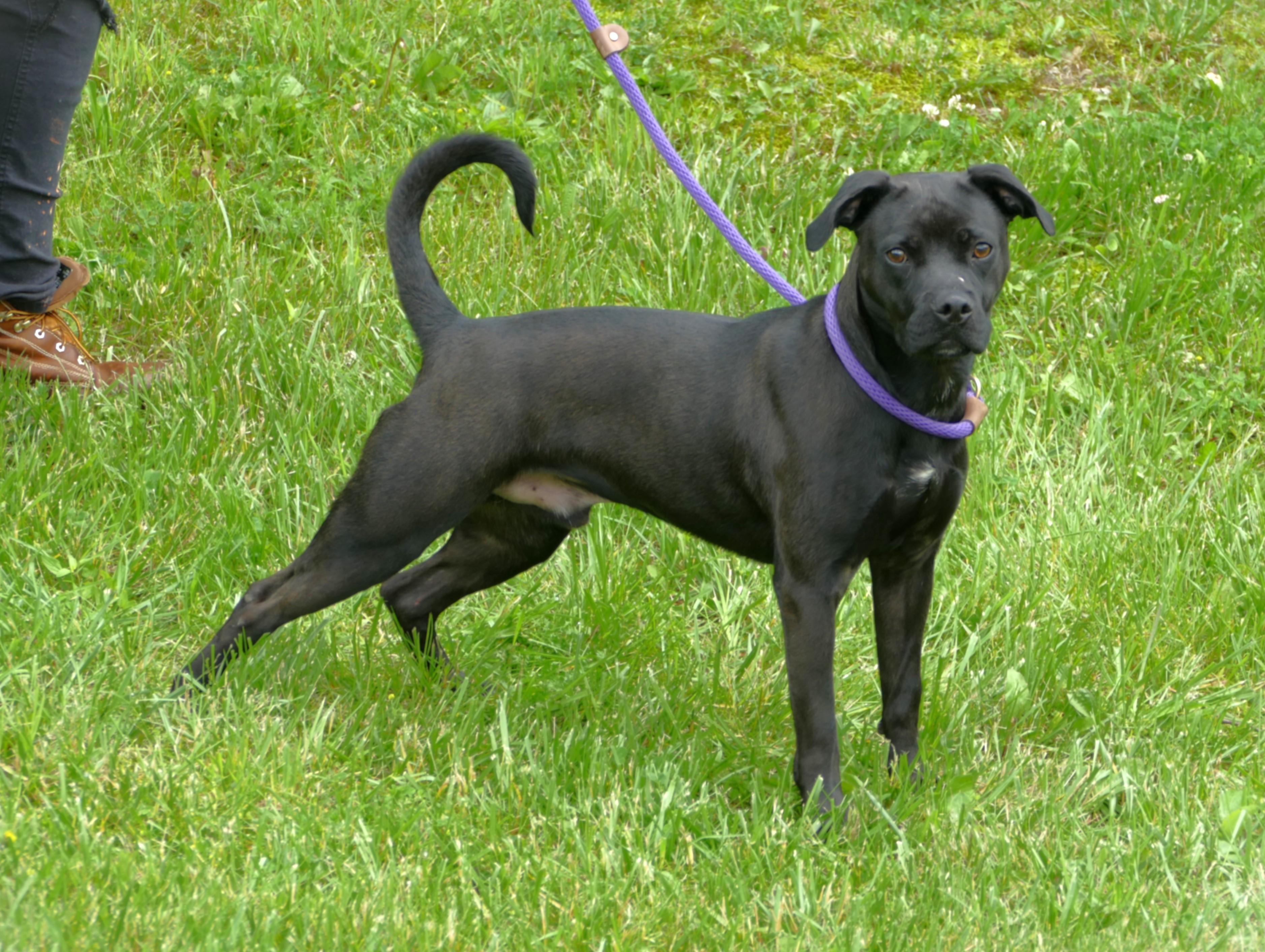 THOR, Adoptable, Adult Male American Staffordshire Terrier.