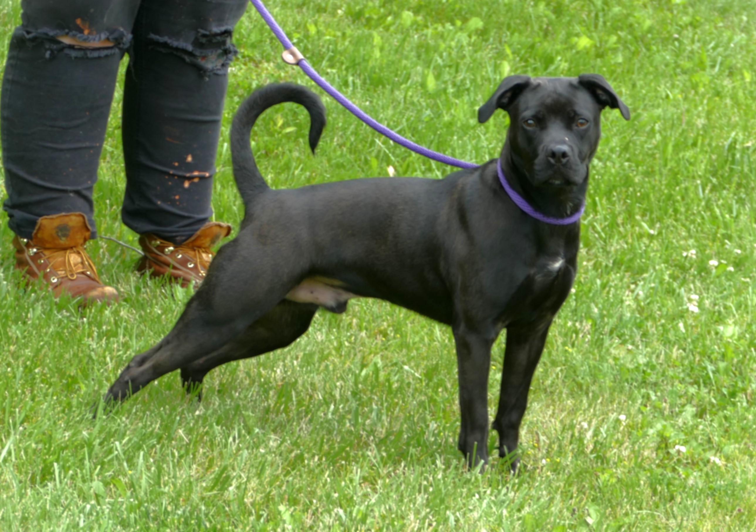 THOR, a Adoptable mixed breed in Beechbottom, WV image 4/4