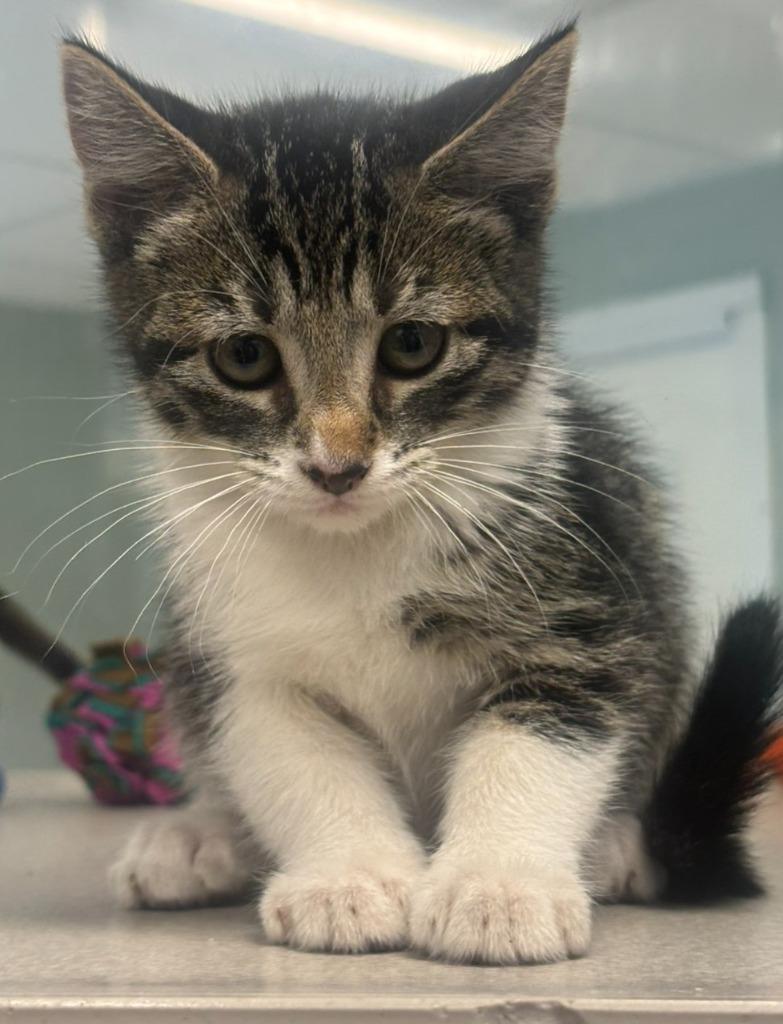 Sundrop, Adoptable, Kitten Female Domestic Short Hair.
