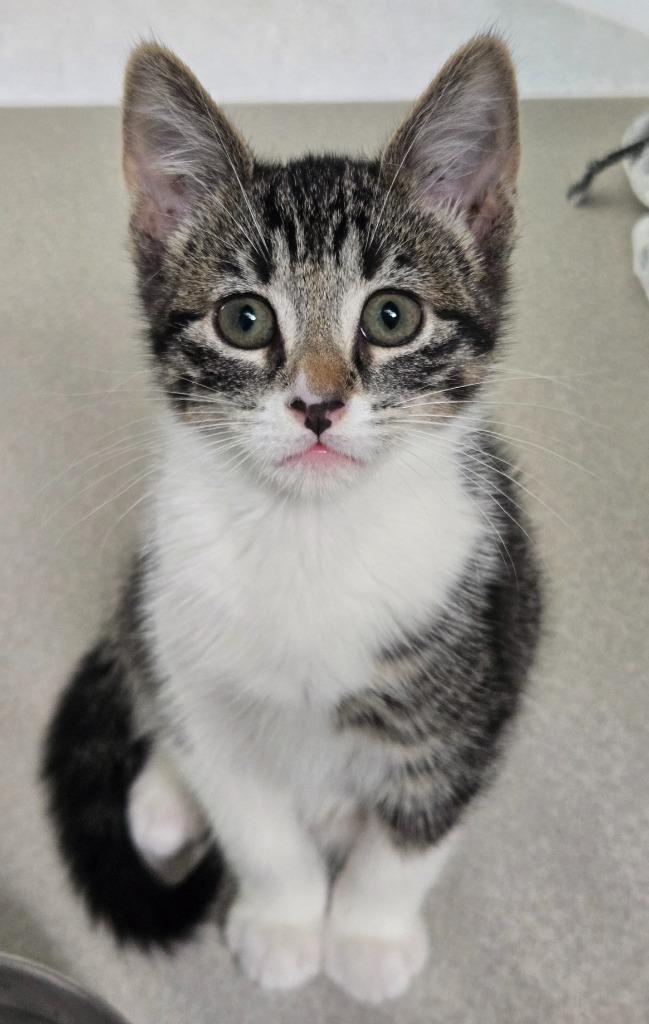 Enlarge Sundrop, a Adoptable mixed breed in Viroqua, WI image 2/2