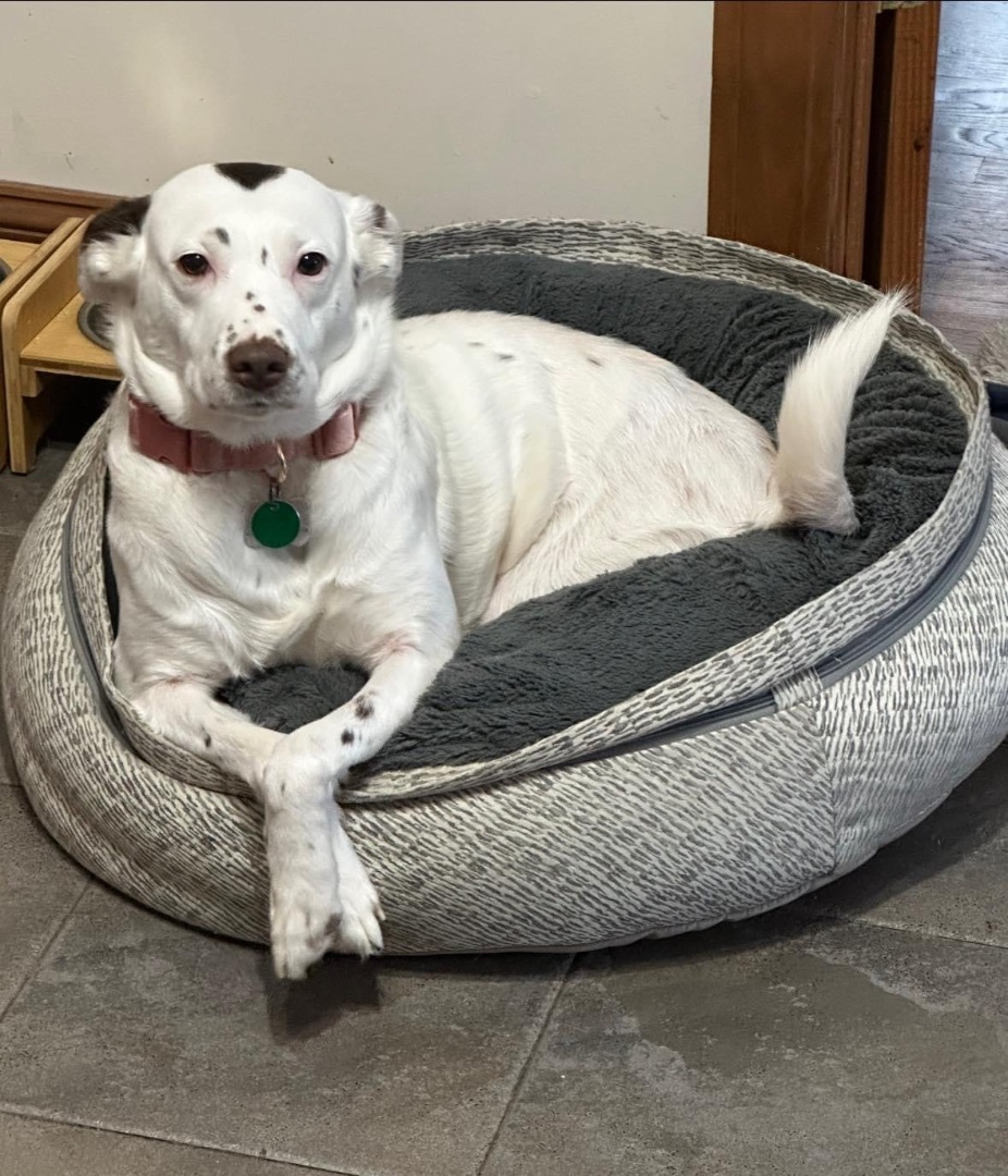 Mercedes, a Adoptable mixed breed in Grove City, OH image 5/6