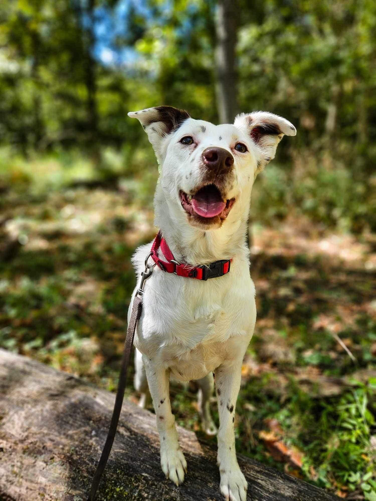 Mercedes, a Adoptable mixed breed in Grove City, OH image 3/6