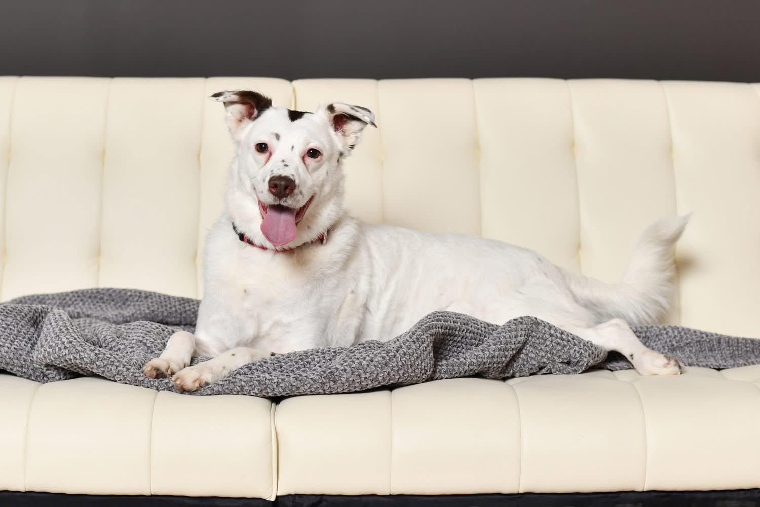 Mercedes, a Adoptable mixed breed in Grove City, OH image 6/6