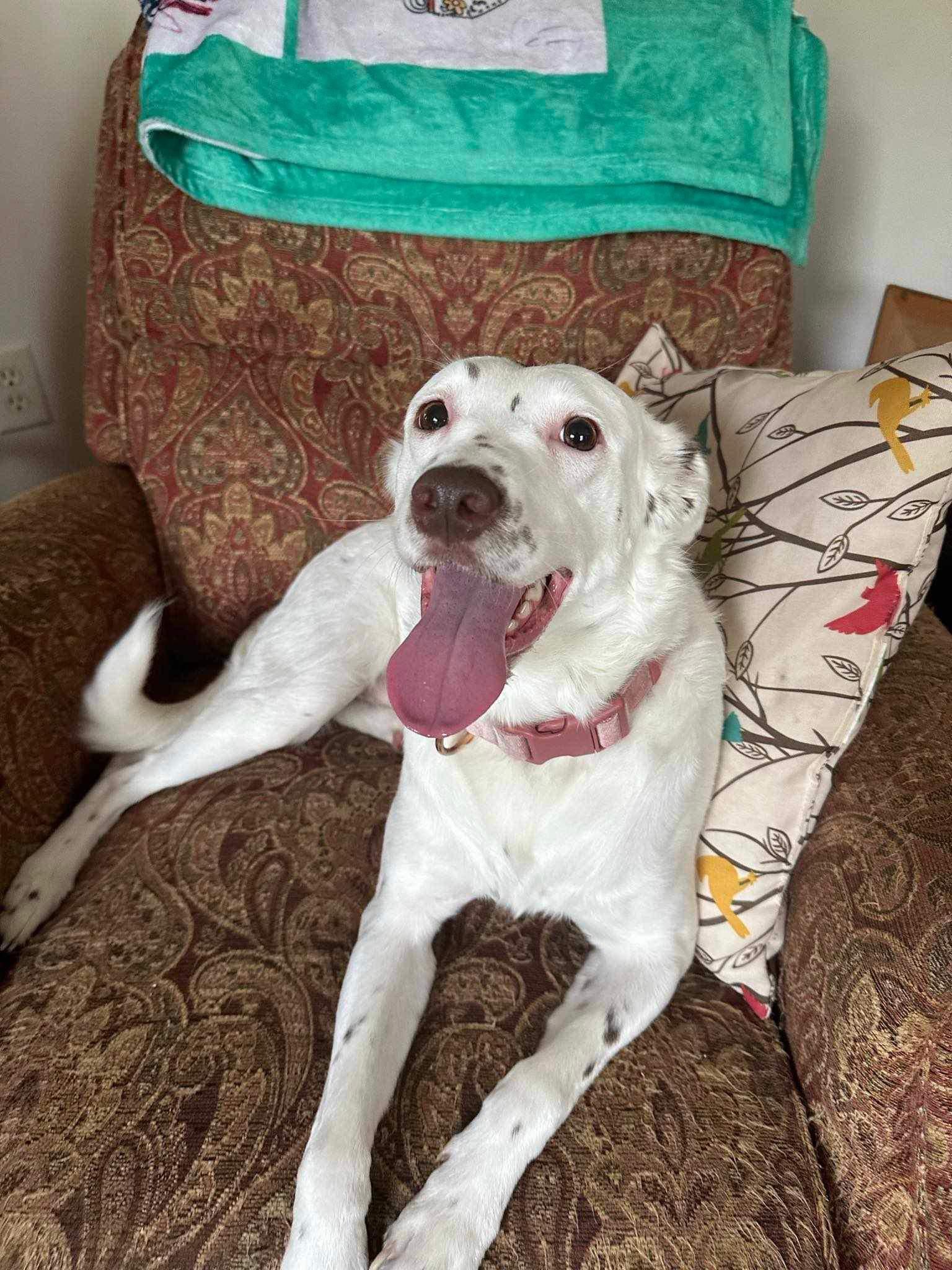 Mercedes, a Adoptable mixed breed in Grove City, OH image 4/6