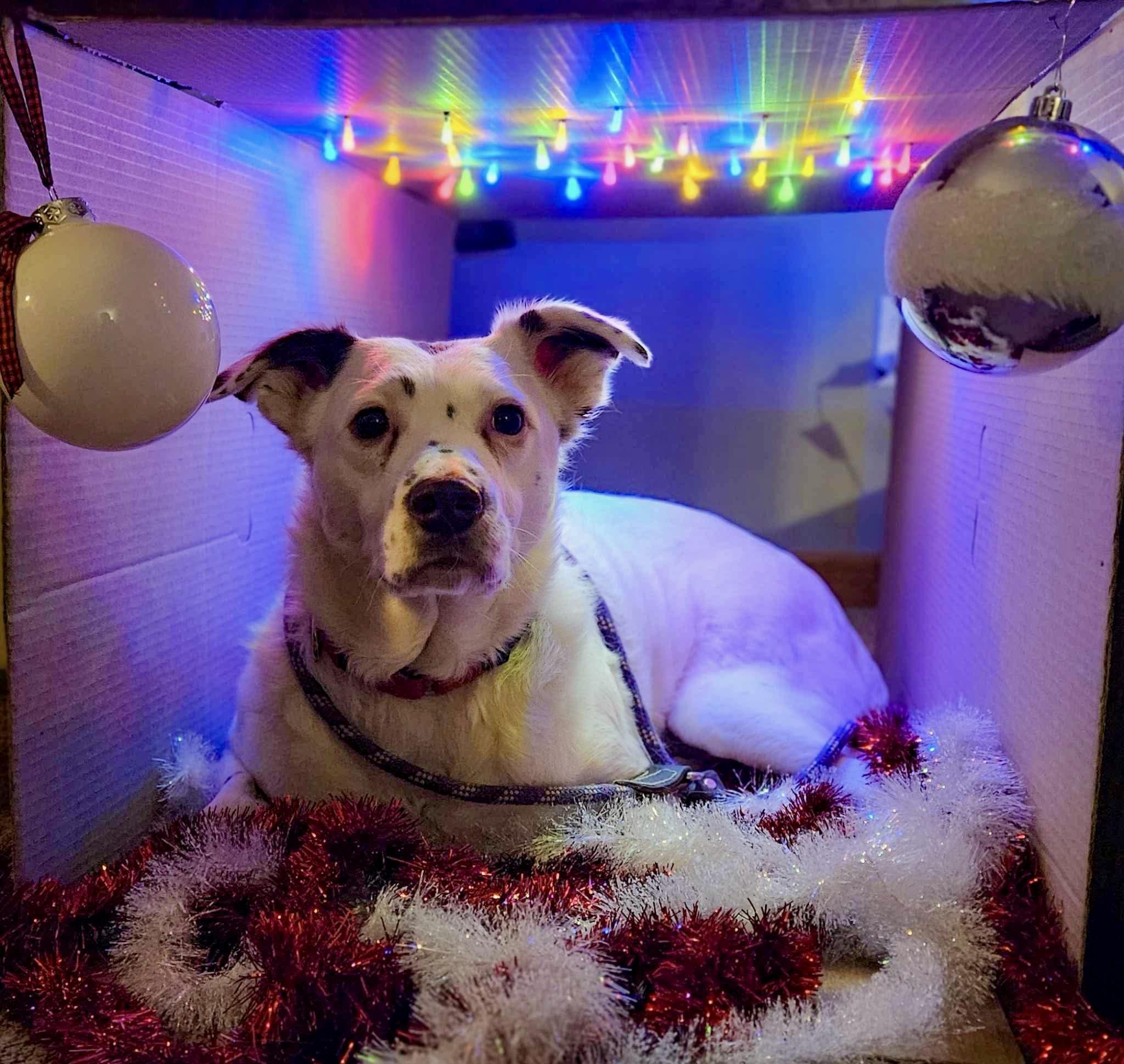 Mercedes, a Adoptable mixed breed in Grove City, OH image 2/6