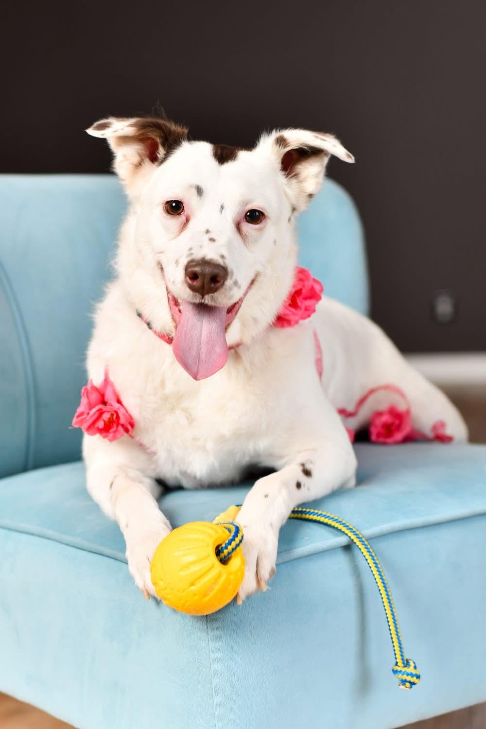 Mercedes, Adult Female Mixed Breed