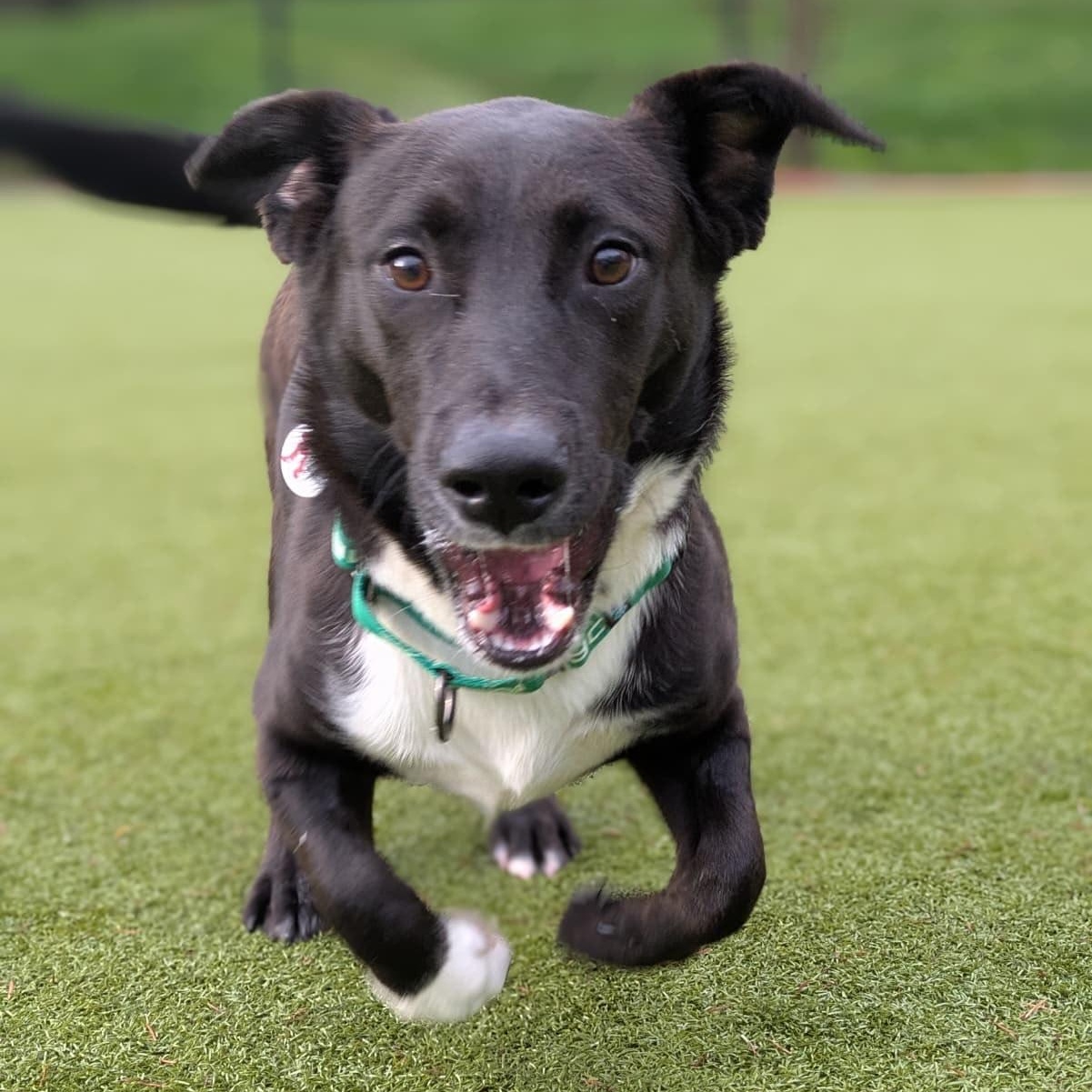 Shorty, a Adoptable mixed breed in Friday Harbor, WA image 2/6