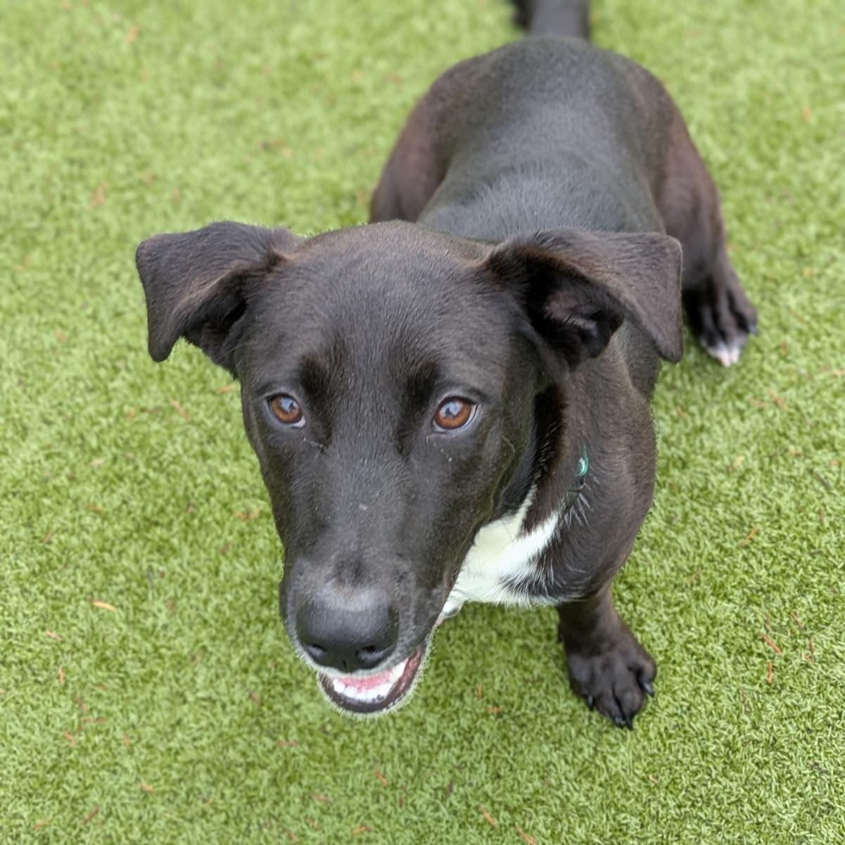 Shorty, a Adoptable mixed breed in Friday Harbor, WA image 4/6