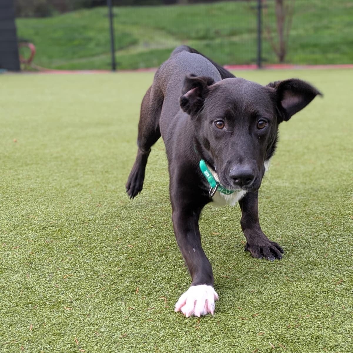 Shorty, Adoptable, Young Male Black Labrador Retriever.